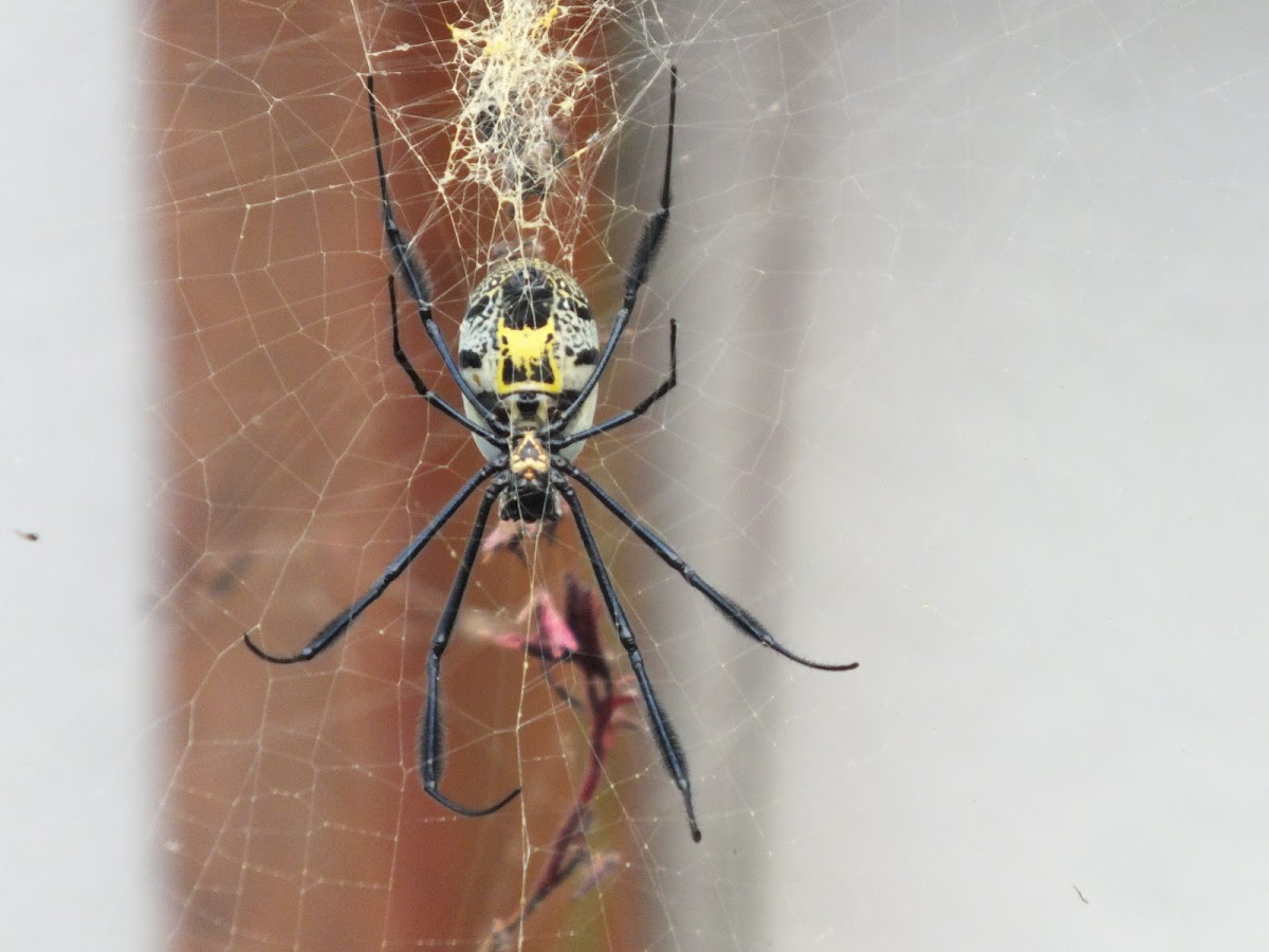 black-legged golden orb-web spider