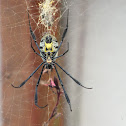 black-legged golden orb-web spider