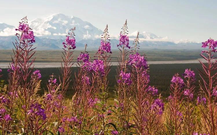 Explore Denali National Park and Preserve — 6 million acres of mountains, wildlife and pristine landscapes bisected by one ribbon of road — during your Princess Cruises voyage.