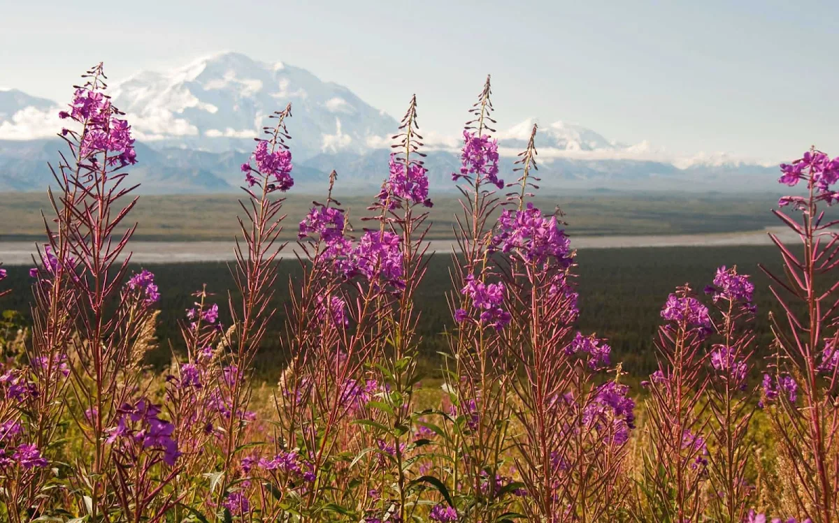 Denali-National-Park-wildflowers - Explore Denali National Park and Preserve — 6 million acres of mountains, wildlife and pristine landscapes bisected by one ribbon of road — during your Princess Cruises voyage.