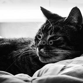 Relaxation by Lisa Davies - Animals - Cats Portraits