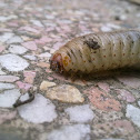 Cockchafer larvae (White grubs)