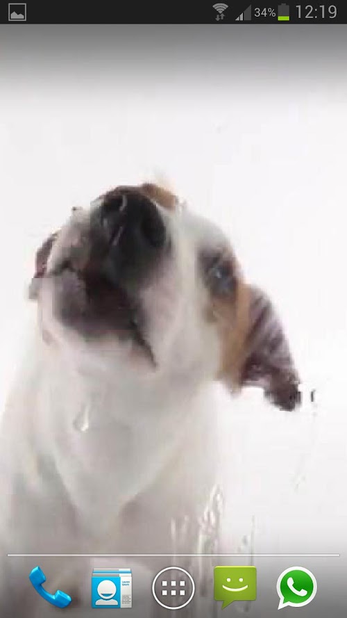 Android application DOG LICKS SCREEN LWP PRO screenshort