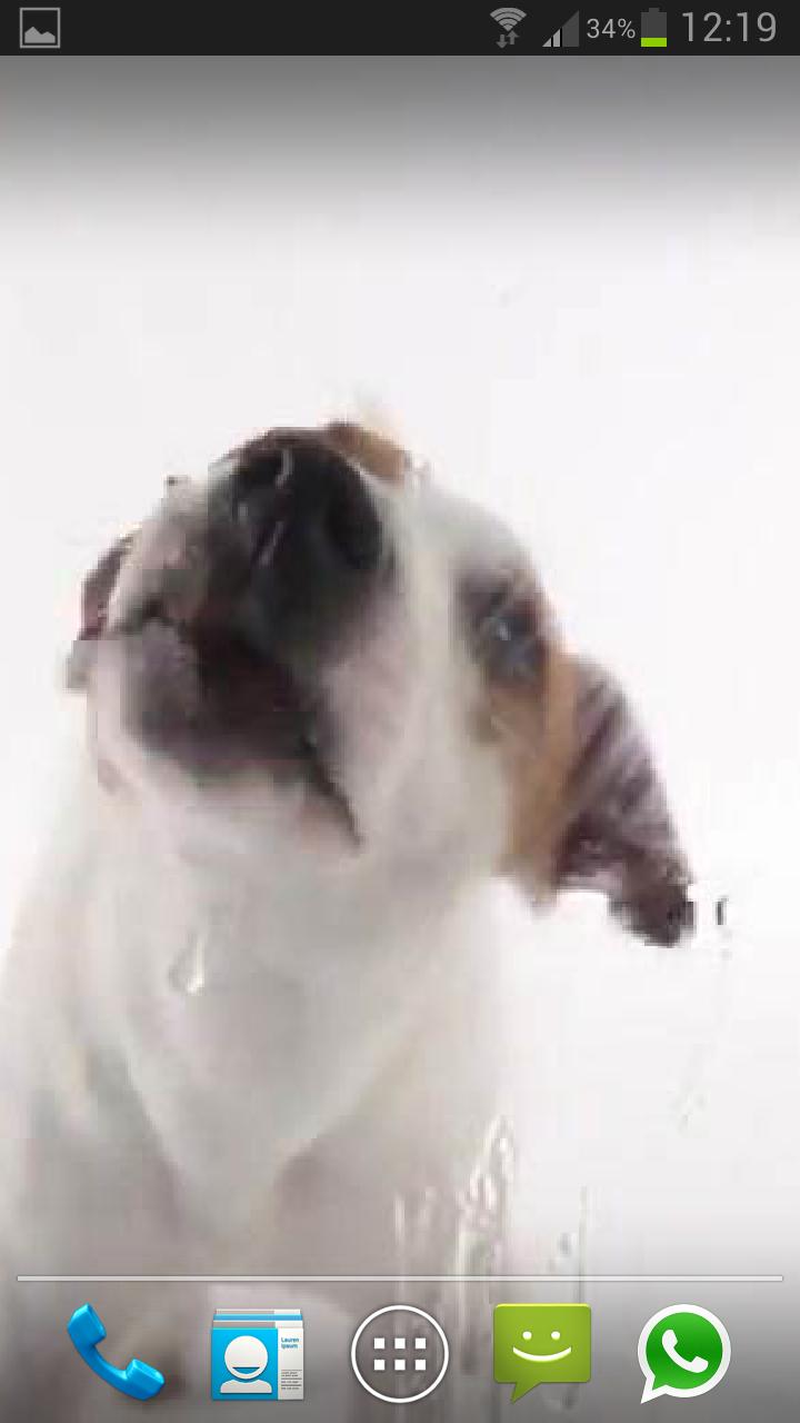 DOG LICKS SCREEN LWP PRO Screen 1