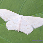 Scopula sp.