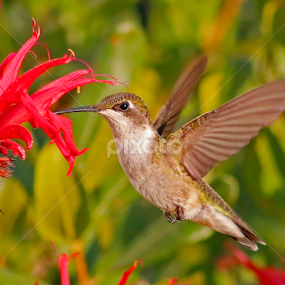 Female Ruby - throated hummingbird  by Paul Wyman - Animals Birds