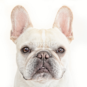Frenchy by Barry Shurchin - Animals - Dogs Portraits