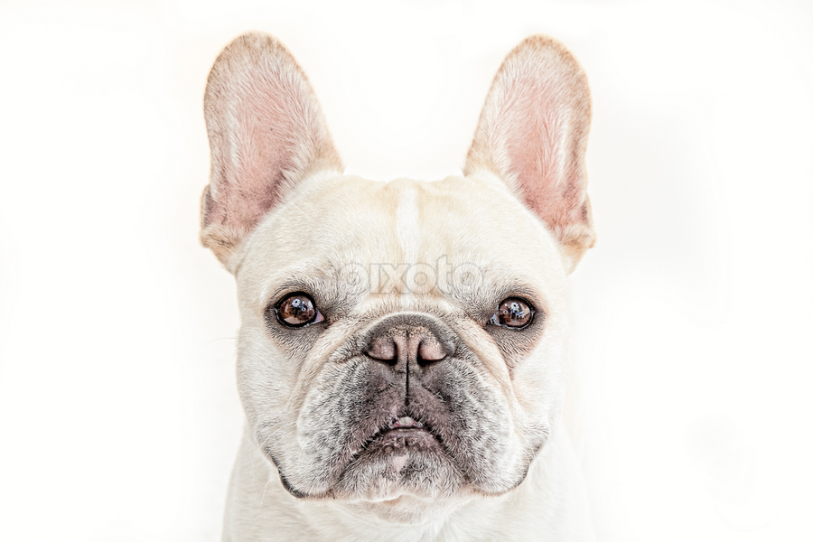 Frenchy by Barry Shurchin - Animals - Dogs Portraits