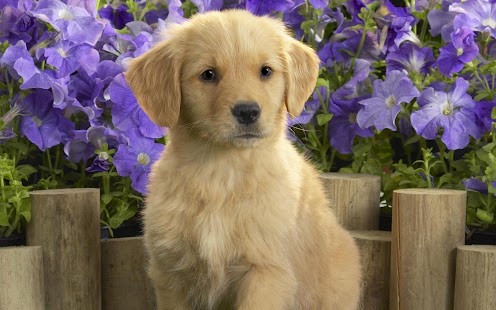 Puppy Dog Wallpaper Screenshots 5