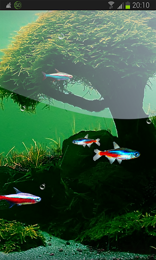 免費下載個人化APP|Real Fish Aquarium HD LWP app開箱文|APP開箱王