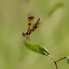 Eastern Amberwing