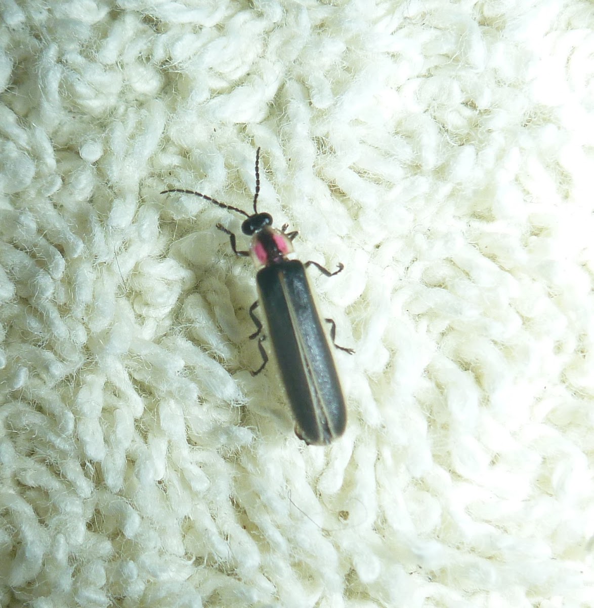 Mini Firefly