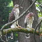 Cooper's Hawks (juvenile)