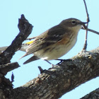 Yellow-rumped Warbler