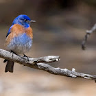 Azulejo (Western Bluebird)