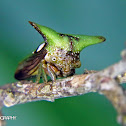 Sundarion treehopper