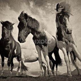 Icelandic horses B&W by Kristján Karlsson - Animals Horses
