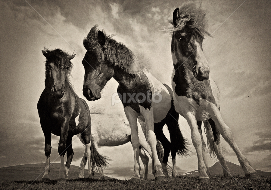 Icelandic horses B&W by Kristján Karlsson - Animals Horses