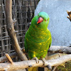 Scaly-Breasted Lorikeet