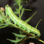 Goldenrod Hooded Owlet Moth-Caterpillar