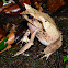 Bornean Horned Frog