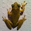 Cuban frog