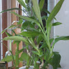 Lucky Bamboo Plant