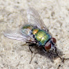 Green bottle fly