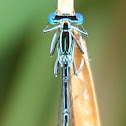 White-legged Damselfly (Blaue Federlibelle)