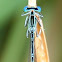 White-legged Damselfly (Blaue Federlibelle)