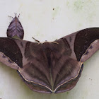 Saturniid Moth