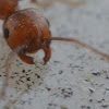 Acrobat ant (Crematogaster scutellaris)
