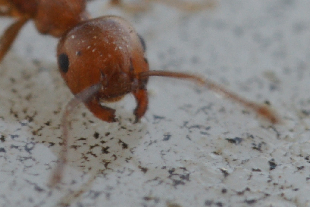 Acrobat ant (Crematogaster scutellaris)