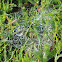 Wolf Spider Web