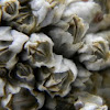 Acorn Barnacle