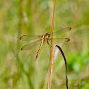Needham's skimmer dragonfly
