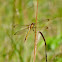 Needham's skimmer dragonfly