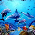 Dolphin Water Effect Live Wall