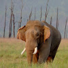 Indian Elephant (Asian Elephant)