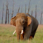 Indian Elephant (Asian Elephant)