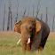 Indian Elephant (Asian Elephant)