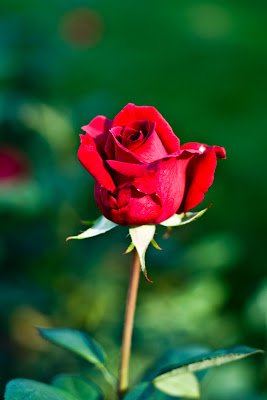 photo de rose rouge