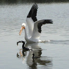 American White Pelican, Cormorant, Coot & Fish