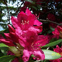 Rhododendron