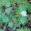 Maple Leaf Viburnum