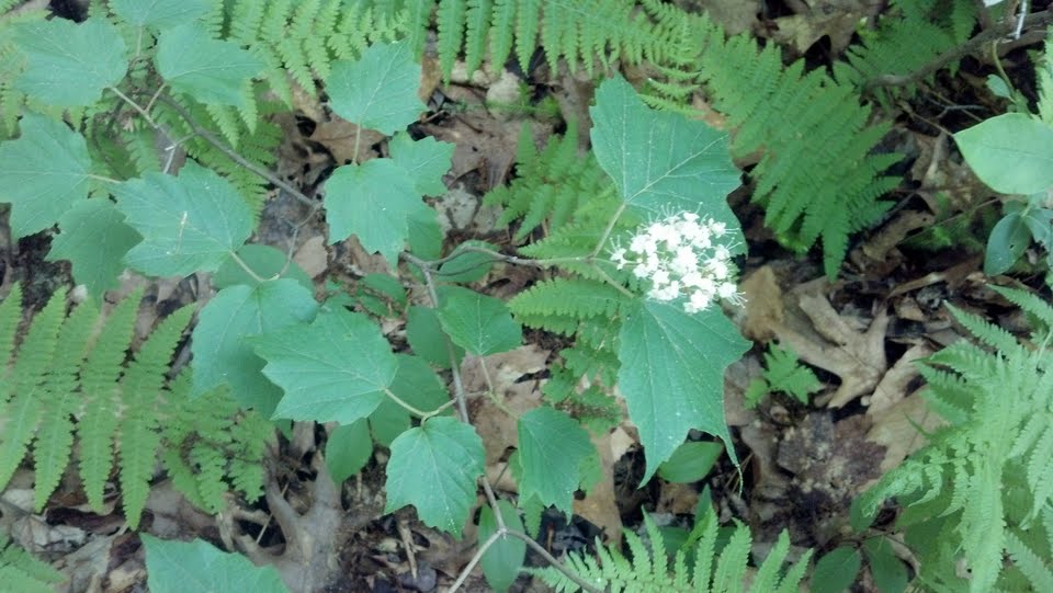 Maple Leaf Viburnum