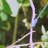 Common Blue Damsel Fly