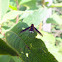 Bee Fly