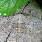 Lononia moth