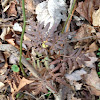 Rattlesnake Fern